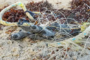 Environmental Issues Prints: Kemp's ridley turtle (Lepidochelys kempii) hatchlings entangled in discarded fishing net on beach
