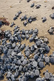 Journey Prints: Kemp's ridley turtle (Lepidochelys kempii) hatchlings making their way across beach to the sea