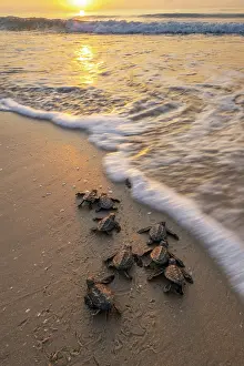 Kemp's ridley turtle (Lepidochelys kempii) hatchlings making their way to the sea, Rancho Nuevo Sea Turtle Sanctuary, Tamaulipas, Mexico. Critically endangered