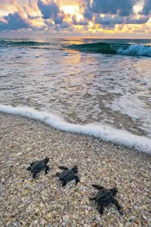 Exertion Prints: Three Kemp's ridley turtle (Lepidochelys kempii) hatchlings making their way to the sea