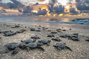 Exertion Prints: Kemp's ridley turtle (Lepidochelys kempii) hatchlings making their way to the sea