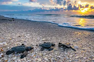 Three Kemp's ridley turtle (Lepidochelys kempii) hatchlings making their way to the sea, Rancho Nuevo Sea Turtle Sanctuary, Tamaulipas, Mexico. Critically endangered