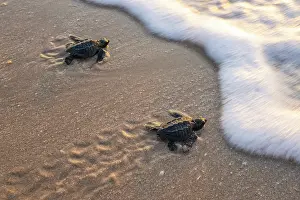 Against The Odds Prints: Two Kemp's ridley turtle (Lepidochelys kempii) hatchlings making their way to the sea