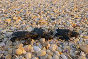 Against The Odds Prints: Three Kemp's ridley turtle (Lepidochelys kempii) hatchlings making their way to the sea