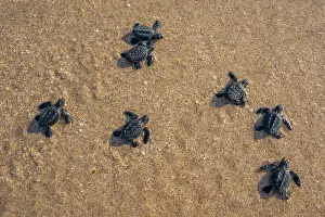 Against The Odds Prints: Kemp's ridley turtle (Lepidochelys kempii) hatchlings making their way to the sea