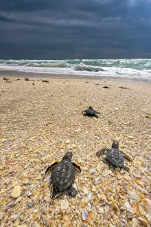 Against The Odds Prints: Three Kemp's ridley turtle (Lepidochelys kempii) hatchlings making their way to the sea