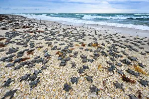 Against The Odds Prints: Kemp's ridley turtle (Lepidochelys kempii) hatchlings making their way to the sea