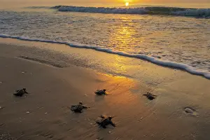 Against The Odds Prints: Kemp's ridley turtle (Lepidochelys kempii) hatchlings making their way to the sea