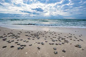 Against The Odds Prints: Kemp's ridley turtle (Lepidochelys kempii) hatchlings making their way to the sea