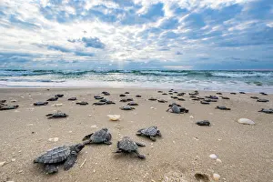 Against The Odds Prints: Kemp's ridley turtle (Lepidochelys kempii) hatchlings making their way to the sea