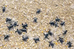 Journey Prints: Kemp's ridley turtle (Lepidochelys kempii) hatchlings making their way to the sea