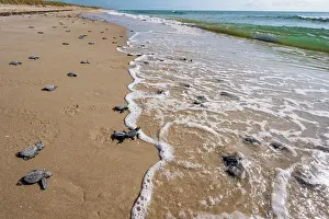 Journey Prints: Kemp's ridley turtle (Lepidochelys kempii) hatchlings making their way to the sea