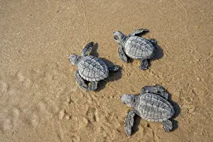 Journey Prints: Three Kemp's ridley turtle (Lepidochelys kempii) hatchlings making their way to the sea