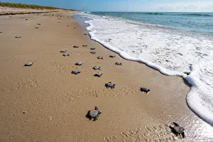 Journey Prints: Kemp's ridley turtle (Lepidochelys kempii) hatchlings making their way to the sea