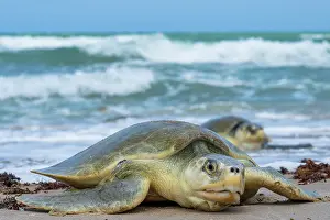 Journey Prints: Kemp's ridley turtles (Lepidochelys kempii) female