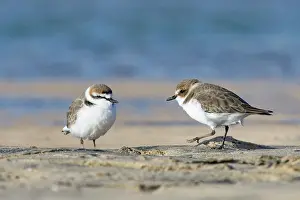 True Plover Prints: Kentish plovers (Charadrius alexandrinus) pair resting and foraging on the margins of a coastal lagoon