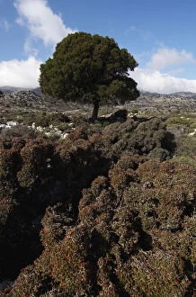 Kermes oak (Quercus coccifera) Kritsa, Crete, Greece, April 2009