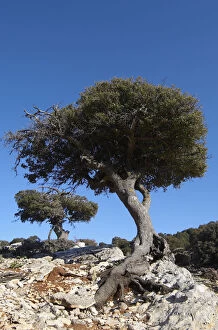 Images Dated 16th April 2009: Kermes oak (Quercus coccifera) trees, Kritsa, Crete, Greece, April 2009
