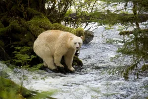 Kermode bear (Ursus americanus kermodei) standing on roots at waters edge