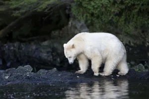 North American Wildlife Prints: Kermode Bear (Ursus americanus kermodei) walking near a salmon stream in the early evening hours