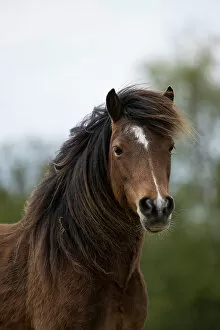 Images Dated 27th April 2022: Kerry bog pony, gelding, a rare breed, head portrait, County Kerry, Republic of Ireland. April