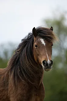 Looking Prints: Kerry bog pony, gelding, a rare breed