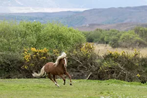 Kerry bog pony, stallion, a rare breed, running, County Kerry, Republic of Ireland. April