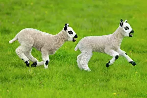 Images Dated 27th April 2017: Kerry Hill domestic sheep, spring lambs running, England, UK