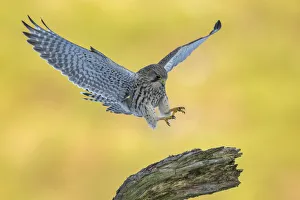 Falco Rupicolis Prints: Kestrel (Falco tinnunculus) female alighting onto perch, Scotland, UK