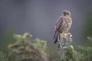 Falco Tinnunculus Prints: Kestrel (Falco tinnunculus) female perched on fencepost. Captive. Glenfeshie, Scotland