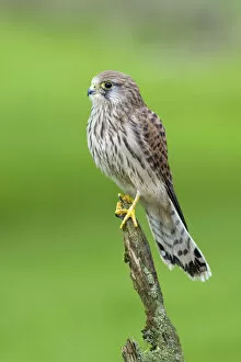 British Birds Gallery: Kestrel (Falco tinnunculus) female perched on lichen covered post, Yorkshire, UK