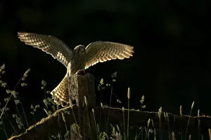 Kestrel (Falco tinnunculus), juvenile, with its prey on fence post in late evening light