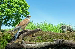 February 2023 Highlights Gallery: Kestrel (Falco tinnunculus) male, perched on fallen branch, UK. May