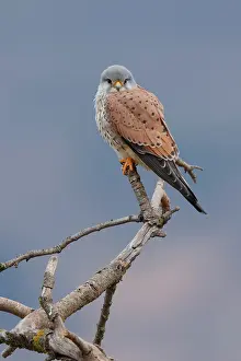 Falco Tinnunculus Prints: Kestrel (Falco tinnunculus) male, perched on branch, La Rioja, Spain. January