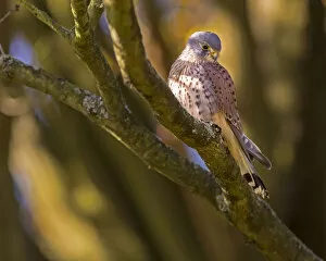 British Birds Gallery: Kestrel (Falco tinnunculus) male, Hampstead Heath, England, UK