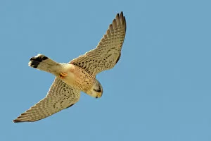 Kestrel (Falco tinnunculus) male hovering overhead, Cornwall, UK, April