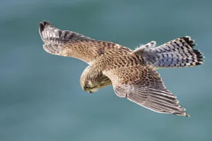 Kestrel (Falco tinnunculus) male hovering as it hunts for prey near coastal cliffs with
