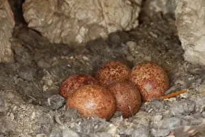 Falco Tinnunculus Prints: Kestrel (Falco tinnunculus) nest hole with eggs in an old house wall, Navarre, Spain. May