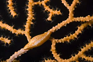 Cnidarians Prints: Keys simnia (Neosimnia spelta) on a Yellow gorgonia (Eunicella cavolini) Larvotto Marine Reserve