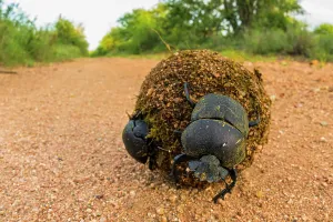 Scarabaeidae Prints: Kheper dung beetles (Kheper sp)