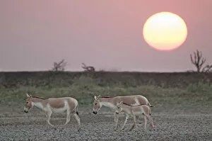 Images Dated 15th November 2011: Khur / Asiatic wild ass (Equus hemionus) with foal, walking at sunset, Little Rann of Kutch