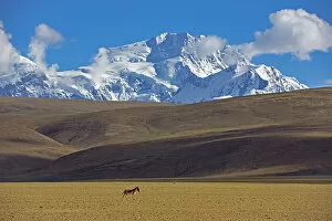 Kiang (Equus kiang) near Mount Shishapangma, Mt Qomolangma National Park, Qinghai Tibet Plateau