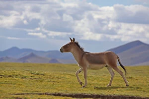 Images Dated 26th August 2012: Kiang (Equus kiang) walking, Sanjiangyuan National Nature Reserve, Qinghai Hoh Xil