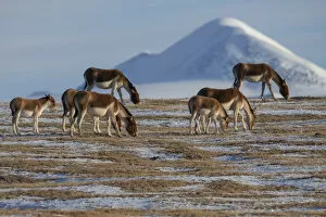 2021 February Highlights Gallery: Kiang or Tibetan Wild ass (Equus kiang) Keke Xili / Hoh Xil Nature Reserve