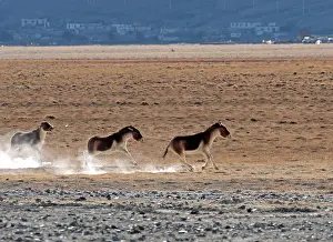 Dust Prints: Three Kiangs (Equus kiang) running over desert landscape, Hanle, Ladakh, India