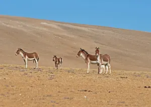 Equidae Prints: Four Kiangs (Equus kiang) standing on dry, stony ground, Ladakh, India