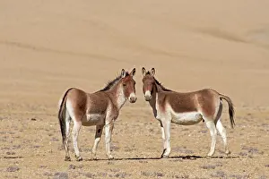 Symmetry Prints: Two Kiangs (Equus kiang) standing on dry, stony ground, Ladakh, India