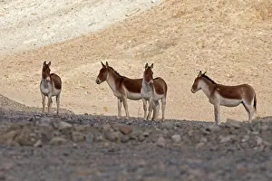 Equidae Prints: Four Kiangs (Equus kiang) standing in the shade on dry, stony ground, Ladakh, India