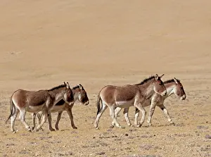 Ladakh Prints: Four Kiangs (Equus kiang) walking over dry, stony ground, Ladakh, India