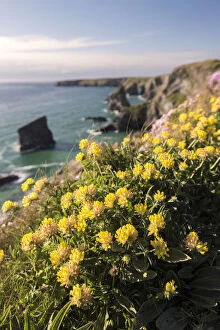 Kidney vetch (Anthyllis vulneraria) flowering on cliff tops, Bedruthan Steps, near Newquay